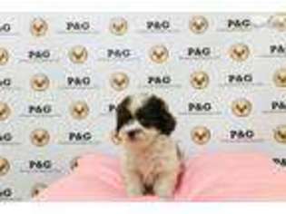 Shih-Poo Puppy for sale in Los Angeles, CA, USA
