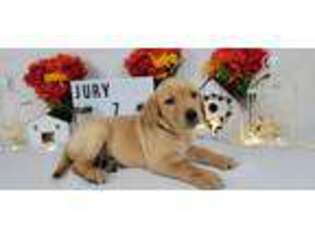 Labrador Retriever Puppy for sale in College Station, TX, USA