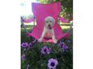 Labradoodle Puppy for sale in Union Grove, NC, USA