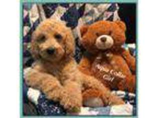 Goldendoodle Puppy for sale in Dunkirk, OH, USA