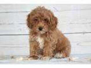 Cavapoo Puppy for sale in Danville, OH, USA