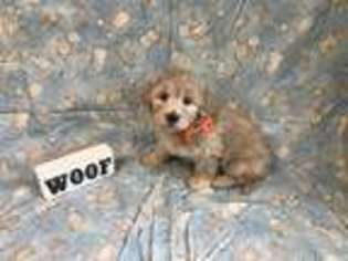 Goldendoodle Puppy for sale in Stockbridge, GA, USA