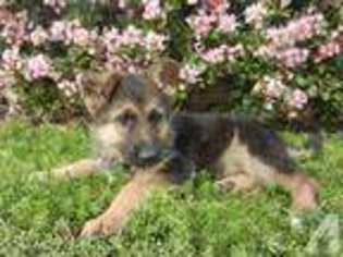 German Shepherd Dog Puppy for sale in SIMI VALLEY, CA, USA