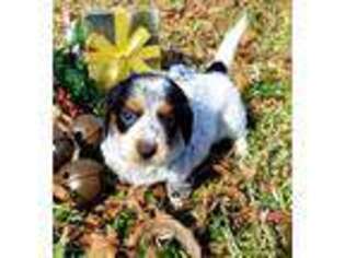 Dachshund Puppy for sale in Clarksville, TX, USA
