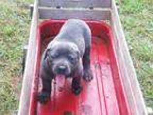 Cane Corso Puppy for sale in Roswell, GA, USA