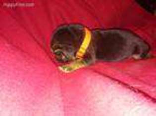 Bloodhound Puppy for sale in Trenton, TX, USA