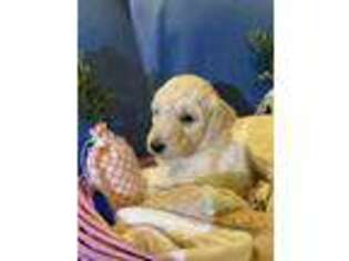Goldendoodle Puppy for sale in Dodd City, TX, USA