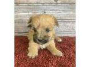 Maltese Puppy for sale in Bluffton, IN, USA