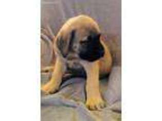 Mastiff Puppy for sale in Galloway, OH, USA