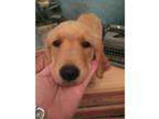 Golden Retriever Puppy for sale in Waxahachie, TX, USA