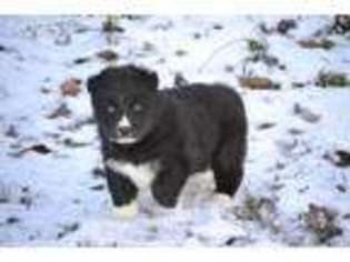 Siberian Husky Puppy for sale in Rockingham, NC, USA