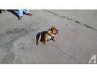 Bulldog Puppy for sale in SALINAS, CA, USA