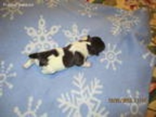 Havanese Puppy for sale in Albion, PA, USA