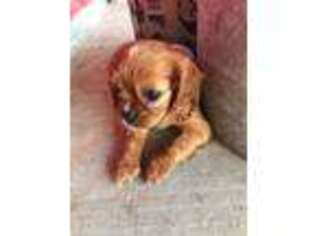 Cavalier King Charles Spaniel Puppy for sale in Wilburton, OK, USA