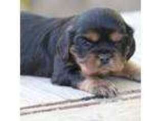 Cavalier King Charles Spaniel Puppy for sale in Demorest, GA, USA