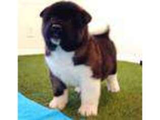 Akita Puppy for sale in San Diego, CA, USA