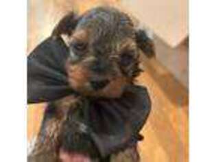 Yorkshire Terrier Puppy for sale in West Warwick, RI, USA