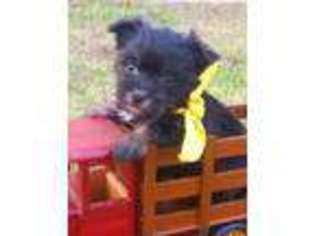 Mutt Puppy for sale in Van Buren, AR, USA