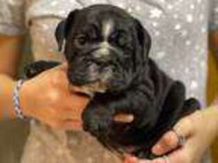 Bulldog Puppy for sale in Red Oak, IA, USA