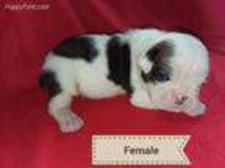 Olde English Bulldogge Puppy for sale in Delaplaine, AR, USA