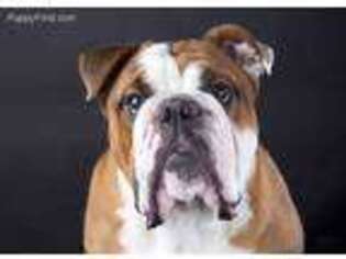 Bulldog Puppy for sale in Fort Campbell, KY, USA