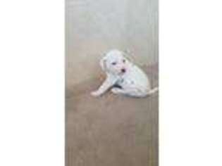 Dalmatian Puppy for sale in San Marcos, TX, USA