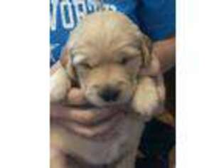 Golden Retriever Puppy for sale in Bucyrus, OH, USA