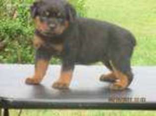 Rottweiler Puppy for sale in Newnan, GA, USA