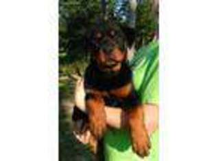 Rottweiler Puppy for sale in Carthage, MO, USA