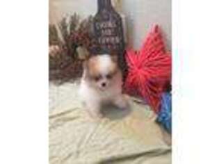 Pomeranian Puppy for sale in Stockton, CA, USA