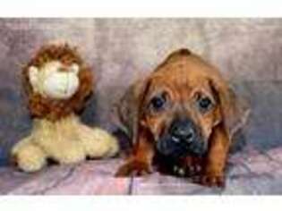 Rhodesian Ridgeback Puppy for sale in Greenville, OH, USA