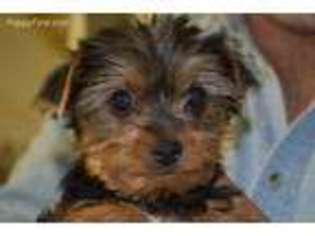 Yorkshire Terrier Puppy for sale in Stratton, CO, USA