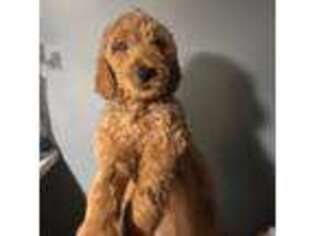 Goldendoodle Puppy for sale in Lansing, IL, USA
