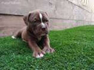 Olde English Bulldogge Puppy for sale in Baltimore, MD, USA