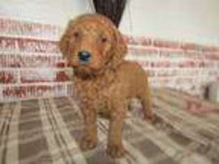 Goldendoodle Puppy for sale in Kalamazoo, MI, USA