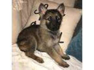 German Shepherd Dog Puppy for sale in Pacolet, SC, USA