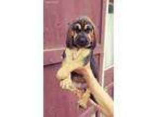 Bloodhound Puppy for sale in Tremont, IL, USA