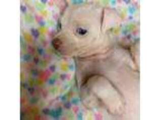 Chihuahua Puppy for sale in Linden, NJ, USA