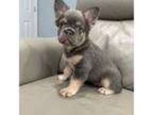 French Bulldog Puppy for sale in Northport, NY, USA