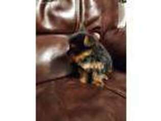 Yorkshire Terrier Puppy for sale in Springfield, MA, USA