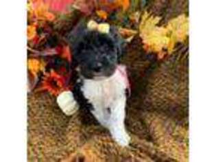 Labradoodle Puppy for sale in Springhill, LA, USA