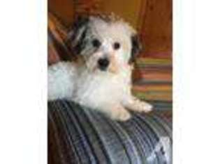Mutt Puppy for sale in LONG GROVE, IL, USA