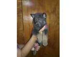 German Shepherd Dog Puppy for sale in Shelby, OH, USA