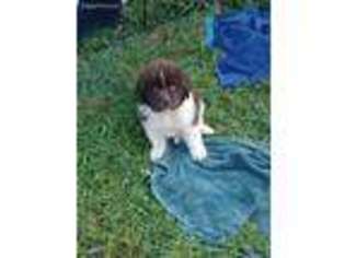 Newfoundland Puppy for sale in Greensburg, IN, USA