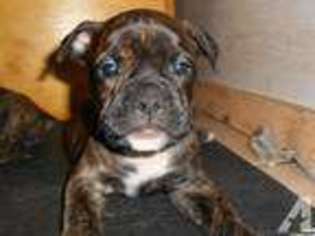 American Bulldog Puppy for sale in MOHRSVILLE, PA, USA