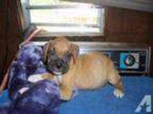 Boxer Puppy for sale in ROCKINGHAM, NC, USA