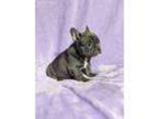 French Bulldog Puppy for sale in Blooming Prairie, MN, USA