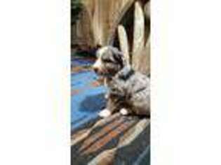 Australian Shepherd Puppy for sale in Surprise, AZ, USA