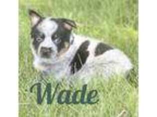 Australian Cattle Dog Puppy for sale in Milo, MO, USA