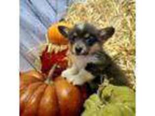 Pembroke Welsh Corgi Puppy for sale in Mountain Grove, MO, USA